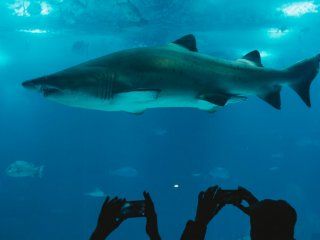 los arrestaron por tener siete tiburones robados en la pileta de su casa los arrestaron por tener siete tiburones robados en la pileta de su casa
