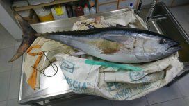 El atún azul del sur fue víctima de la contaminación El atún azul del sur fue víctima de la contaminación