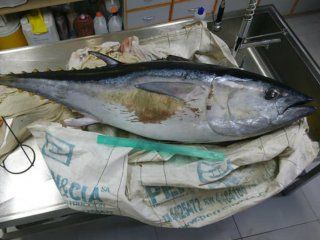 El atún azul del sur fue víctima de la contaminación El atún azul del sur fue víctima de la contaminación