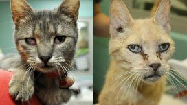 Rescataron a 88 gatos Rescataron a 88 gatos