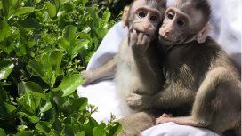 Implantaron genes humanos a un grupo de monos y encontraron sorprendentes cambios Implantaron genes humanos a un grupo de monos y encontraron sorprendentes cambios