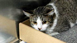 Una mujer tenía 26 gatos en su departamento y los tiraba por la ventana Una mujer tenía 26 gatos en su departamento y los tiraba por la ventana