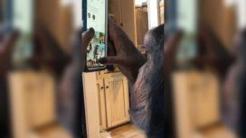 Un chimpancé se convirtió en el nuevo usuario estrella de Instagram Un chimpancé se convirtió en el nuevo usuario estrella de Instagram