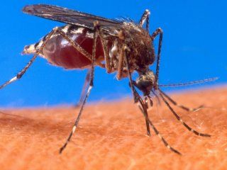 confirmaron 680 casos de dengue en salta confirmaron 680 casos de dengue en salta
