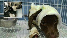 Maltrato animal: despellejaron a una cachorra como hicieron con Chocolate Maltrato animal: despellejaron a una cachorra como hicieron con Chocolate