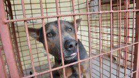 Un perro mordió a una mujer y su dueño beberá indemnizarla. Foto: Los Andes. Un perro mordió a una mujer y su dueño beberá indemnizarla. Foto: Los Andes.