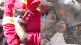 VIDEO: Así rescataron a más de 60 mascotas tras un derrumbe de tierra en Bolivia VIDEO: Así rescataron a más de 60 mascotas tras un derrumbe de tierra en Bolivia