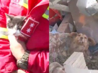 video: asi rescataron a mas de 60 mascotas tras un derrumbe de tierra en bolivia video: asi rescataron a mas de 60 mascotas tras un derrumbe de tierra en bolivia