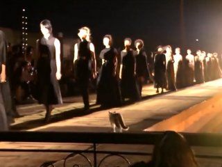 video: un gato con estilo se metio en un desfile de moda y orino a una espectadora video: un gato con estilo se metio en un desfile de moda y orino a una espectadora