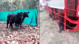 Otra vez volcó un camión con terneros y los carnearon en la ruta: Algunos tenían 3 meses y el tamaño de un perro Otra vez volcó un camión con terneros y los carnearon en la ruta: Algunos tenían 3 meses y el tamaño de un perro