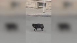Un gato quiso cazar a un ratón pero se encontró con una resistencia inesperada Un gato quiso cazar a un ratón pero se encontró con una resistencia inesperada