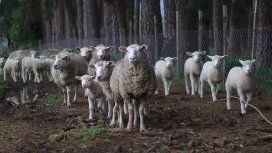 Investigan siniestros asesinatos de ovejas marcadas con símbolos satánicos Investigan siniestros asesinatos de ovejas marcadas con símbolos satánicos
