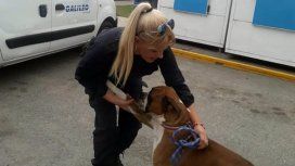Muñoz ayudó a rescatar al boxer que estaba mal tenido por su dueña Muñoz ayudó a rescatar al boxer que estaba mal tenido por su dueña