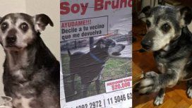 Ofrecen 20 mil pesos de recompensa por encontrar a Bruno Ofrecen 20 mil pesos de recompensa por encontrar a Bruno