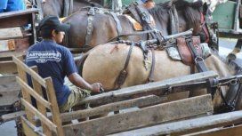 Maltrato animal: la Justicia ordenó suspender la ordenanza que prohibe la tracción a sangre en Berazategui Maltrato animal: la Justicia ordenó suspender la ordenanza que prohibe la tracción a sangre en Berazategui
