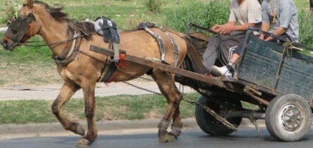 Los carreros utilizan ruedas de autos desinfladas para sus carros, que tienen un peso de tres veces más que lo que puede soportar este animal. <br>