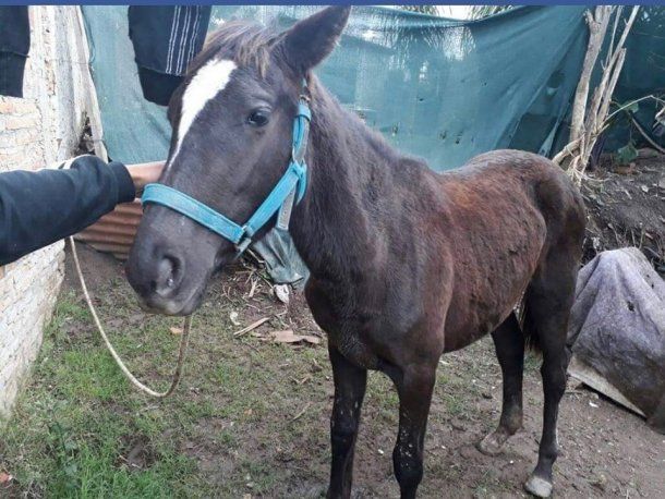 Foto: ALUISA. Yegua rescatada de la tracción a sangre en Paraná. <br>