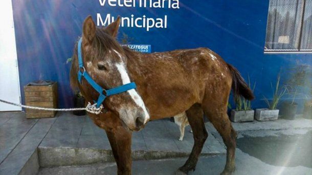 En Berazategui funciona una veterinaria municial. <br>