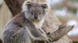 Australia: el koala fue declarado funcionalmente extinto Australia: el koala fue declarado funcionalmente extinto