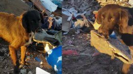 Un perrito espera ser rescatado de un basural y todo lo que pide es jugar con una zapatilla Un perrito espera ser rescatado de un basural y todo lo que pide es jugar con una zapatilla