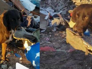 un perrito espera ser rescatado de un basural y todo lo que pide es jugar con una zapatilla un perrito espera ser rescatado de un basural y todo lo que pide es jugar con una zapatilla
