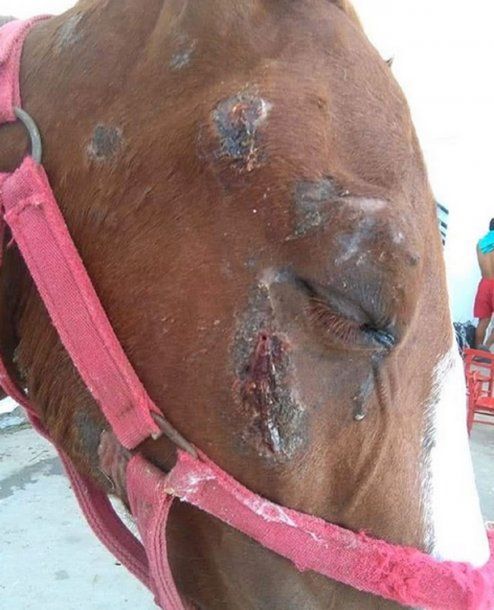 Gregorio, uno de los animales rescatados por Mi reino por un caballo. Allí trabajan Laura y Jésica, asistiendo a los caballos, reeducándolos y limpiando el predio. <br>