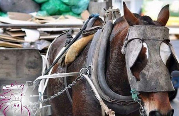 Los caballos son obligados a trabajar todos los días, en todas las estaciones del año. Incluso, con temperaturas de 40 grados. <br>