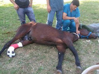 Los voluntarios de Mi reino por un caballo, asistiendo a una yegua luego de ser operada. Los voluntarios de Mi reino por un caballo, asistiendo a una yegua luego de ser operada.