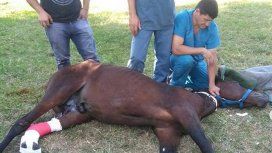 Los voluntarios de Mi reino por un caballo, asistiendo a una yegua luego de ser operada. Los voluntarios de Mi reino por un caballo, asistiendo a una yegua luego de ser operada.