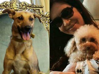 de tinolia y monito a balcarce, simon y dylan: en su dia, estos son los perros del poder de tinolia y monito a balcarce, simon y dylan: en su dia, estos son los perros del poder