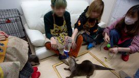 Maltrato animal en Japón: exhiben nutrias en cafés para que los clientes se saquen fotos Maltrato animal en Japón: exhiben nutrias en cafés para que los clientes se saquen fotos