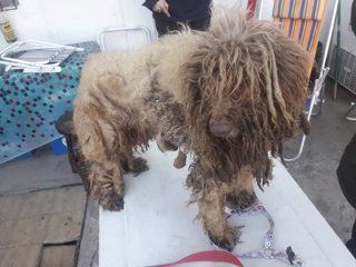 tortura animal: 13 caniches fueron rescatados de un criadero clandestino en condiciones deplorables tortura animal: 13 caniches fueron rescatados de un criadero clandestino en condiciones deplorables