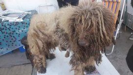 Tortura animal: 13 caniches fueron rescatados de un criadero clandestino en condiciones deplorables Tortura animal: 13 caniches fueron rescatados de un criadero clandestino en condiciones deplorables