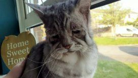 ¿El sucesor de Grumpy Cat? Es el gato más triste de la web pero tiene a todos enamorados ¿El sucesor de Grumpy Cat? Es el gato más triste de la web pero tiene a todos enamorados