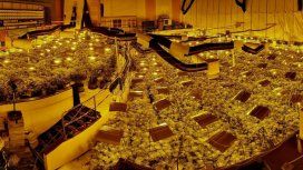 Golpe de suerte: encontraron una plantación de marihuana en un bingo abandonado Golpe de suerte: encontraron una plantación de marihuana en un bingo abandonado