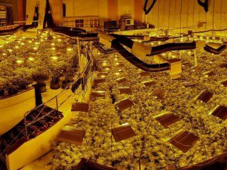 golpe de suerte: encontraron una plantacion de marihuana en un bingo abandonado golpe de suerte: encontraron una plantacion de marihuana en un bingo abandonado