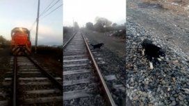 Encadenaron a un perro a la vía para que lo atropellara el tren: lo salvó un maquinista Encadenaron a un perro a la vía para que lo atropellara el tren: lo salvó un maquinista