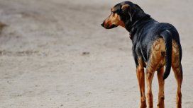 Aprueban penas de hasta $43 mil por maltrato animal en la ciudad de Buenos Aires Aprueban penas de hasta $43 mil por maltrato animal en la ciudad de Buenos Aires