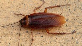 La pesadilla de todos: las cucarachas cada vez son más resistentes a los insecticidas La pesadilla de todos: las cucarachas cada vez son más resistentes a los insecticidas