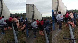 Saquearon un camión con carne de cerdo en plena ruta en Santa Fe Saquearon un camión con carne de cerdo en plena ruta en Santa Fe