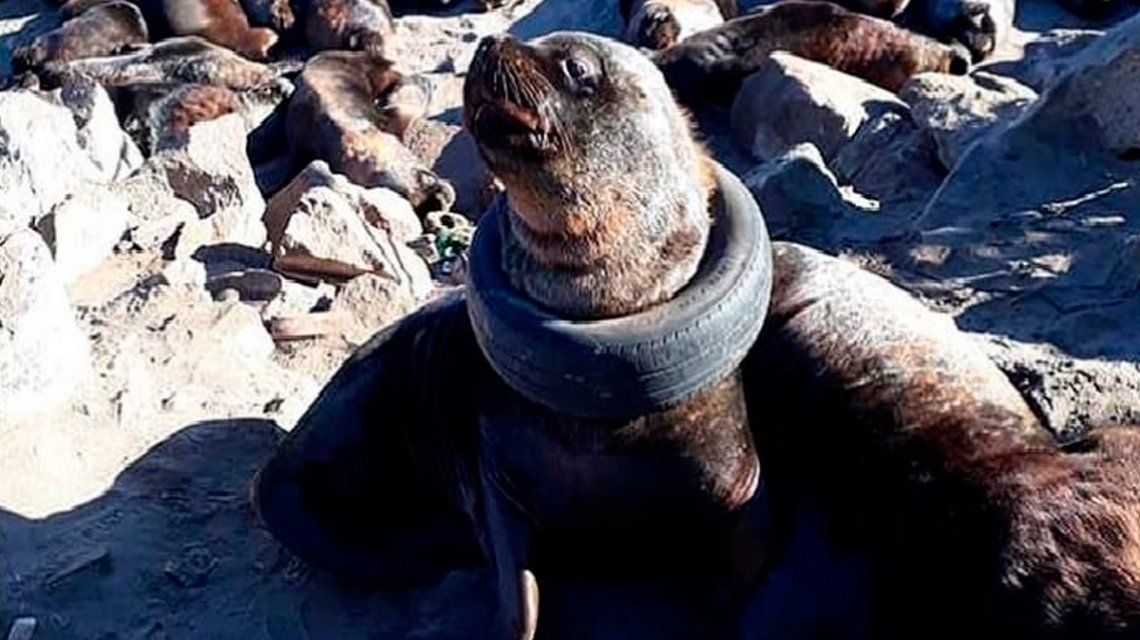 Indignación en Mar del Plata por un lobo marino con un neumático alrededor del cuello