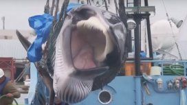 Japón vuelve a autorizar la caza de ballenas luego de 31 años Japón vuelve a autorizar la caza de ballenas luego de 31 años