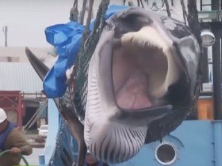 japon vuelve a autorizar la caza de ballenas luego de 31 anos japon vuelve a autorizar la caza de ballenas luego de 31 anos