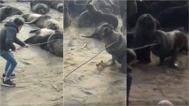 VIDEO: Liberaron al lobo marino con el neumático alrededor del cuello VIDEO: Liberaron al lobo marino con el neumático alrededor del cuello