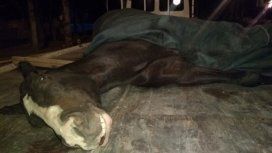 Denuncian que obligaron a un caballo a correr quebrado y lo ejecutaron de un tiro Denuncian que obligaron a un caballo a correr quebrado y lo ejecutaron de un tiro