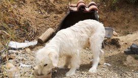 Un perro vive hace un año y medio en el lugar donde murió el dueño en un choque Un perro vive hace un año y medio en el lugar donde murió el dueño en un choque