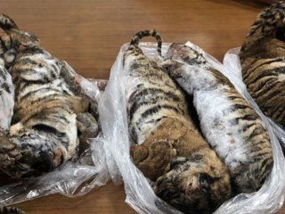 detuvieron a un hombre que viajaba con siete tigres congelados en el baul detuvieron a un hombre que viajaba con siete tigres congelados en el baul