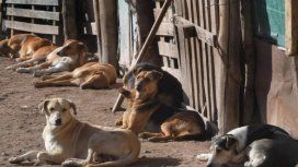 Conmoción en Mendoza por la matanza de al menos 20 perros Conmoción en Mendoza por la matanza de al menos 20 perros
