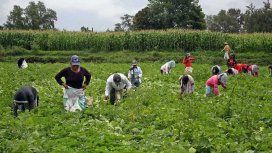Un informe desmiente a Macri: casi la mitad de los puestos de trabajo en el campo son precarizados Un informe desmiente a Macri: casi la mitad de los puestos de trabajo en el campo son precarizados