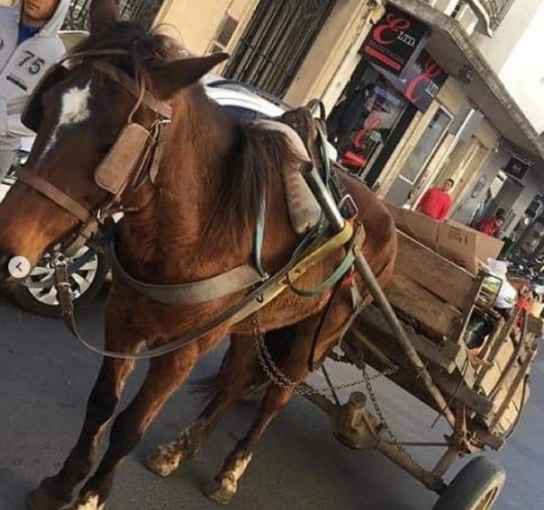 El dictamen permite la tracción a sangre, algo prohibido mediante ordenanzas en diversas ciudades y municipios. Foto: Mi reino por un caballo. Paraná, Entre Ríos.